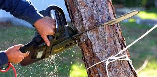 Reliable Wallis, TX Tree Care Solutions