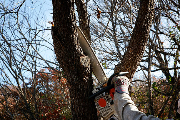 How Our Tree Care Process Works  in  Wallis, TX