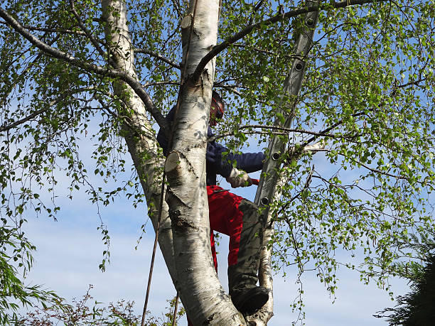 Tree and Shrub Care in Wallis, TX